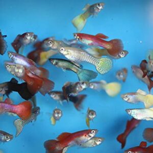 Family of (25) Fancy Guppies Live Tropical Fish for Aquarium Pond or Fish Tank