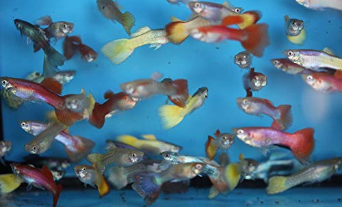 Family of (25) Fancy Guppies Live Tropical Fish for Aquarium Pond or Fish Tank