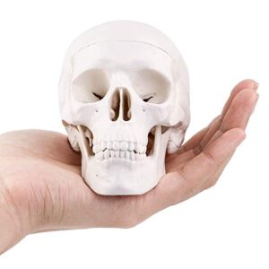skumod mini human medical skull model, removable skull cap & full set of teeth perfect for teaching & learning(palm-sized skull)