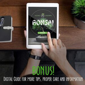 Bonsai Tree Kit, Grow Your Own: Premium 4 Bonsai Trees Starter Kit | Unique Japanese Gifts for Moms Who Have Everything, Women, Men | Gardening Plant Gift for Beginners & Gardeners, Crafts for Adults