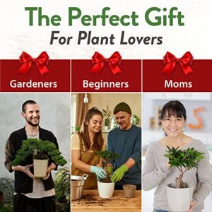 Bonsai Tree Kit, Grow Your Own: Premium 4 Bonsai Trees Starter Kit | Unique Japanese Gifts for Moms Who Have Everything, Women, Men | Gardening Plant Gift for Beginners & Gardeners, Crafts for Adults