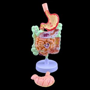 human digestive system stomach anatomy model the large intestine cecum rectum duodenum anatomy model medical teaching supplies