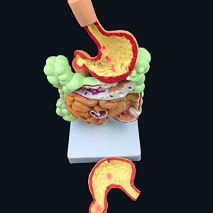 Human Digestive System Stomach Anatomy Model The Large Intestine Cecum Rectum Duodenum Anatomy Model Medical Teaching Supplies