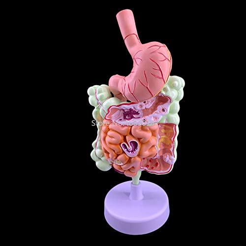 Human Digestive System Stomach Anatomy Model The Large Intestine Cecum Rectum Duodenum Anatomy Model Medical Teaching Supplies