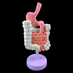 Human Digestive System Stomach Anatomy Model The Large Intestine Cecum Rectum Duodenum Anatomy Model Medical Teaching Supplies