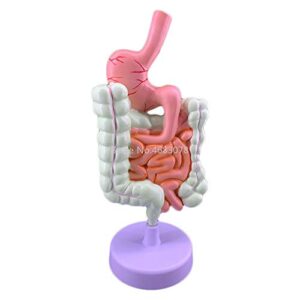 Human Digestive System Stomach Anatomy Model The Large Intestine Cecum Rectum Duodenum Anatomy Model Medical Teaching Supplies