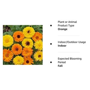 2000 Non-GMO Calendula Seeds, Pacific Beauty Mix, by Seeds2Go