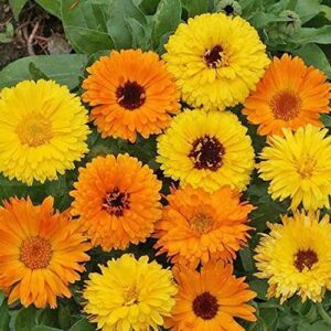2000 non-gmo calendula seeds, pacific beauty mix, by seeds2go