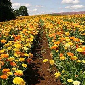 2000 Non-GMO Calendula Seeds, Pacific Beauty Mix, by Seeds2Go