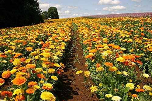 2000 Non-GMO Calendula Seeds, Pacific Beauty Mix, by Seeds2Go