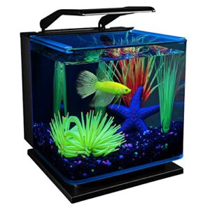 glofish betta shadowbox aquarium kit