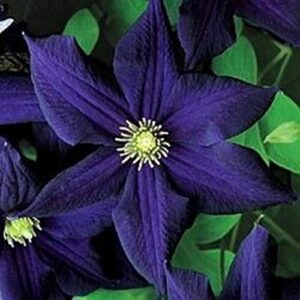 50 dark purple clematis seeds bloom climbing perennial flowers seed flower vine climbing perennial