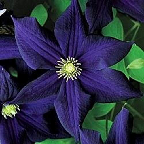 50 Dark Purple Clematis Seeds Bloom Climbing Perennial Flowers Seed Flower Vine Climbing Perennial