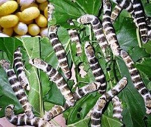 Coastal Silkworms 250 Count Black Tiger Silkworm Eggs Hatch at Room Temp (Pack of 1)