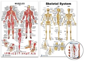 skeletal system and male muscle poster set 24 x 36 inch, extra pocket size muscle cards, marker and eraser compatible