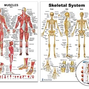 Skeletal System and Male Muscle Poster Set 24 x 36 inch, Extra Pocket Size Muscle Cards, Marker and Eraser Compatible