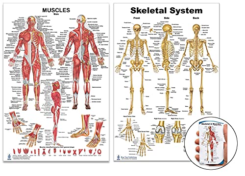 Skeletal System and Male Muscle Poster Set 24 x 36 inch, Extra Pocket Size Muscle Cards, Marker and Eraser Compatible