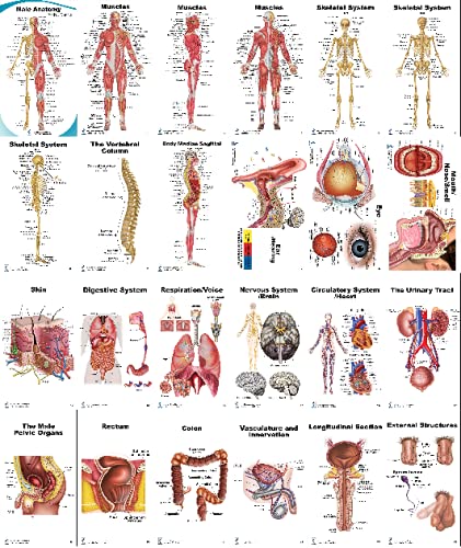 Skeletal System and Male Muscle Poster Set 24 x 36 inch, Extra Pocket Size Muscle Cards, Marker and Eraser Compatible