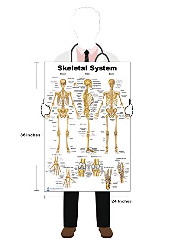 Skeletal System and Male Muscle Poster Set 24 x 36 inch, Extra Pocket Size Muscle Cards, Marker and Eraser Compatible