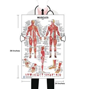 Skeletal System and Male Muscle Poster Set 24 x 36 inch, Extra Pocket Size Muscle Cards, Marker and Eraser Compatible