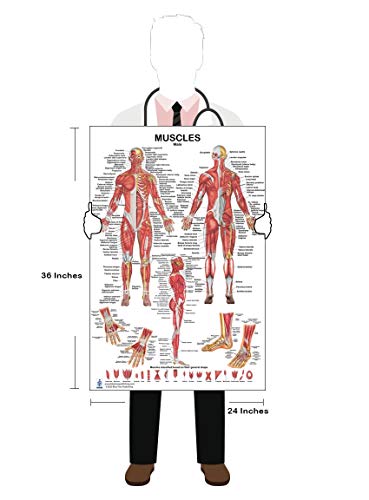 Skeletal System and Male Muscle Poster Set 24 x 36 inch, Extra Pocket Size Muscle Cards, Marker and Eraser Compatible