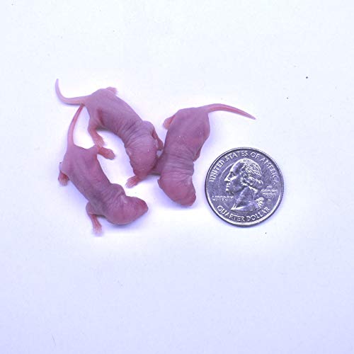 MiceDirect Frozen Pinkie Feeder Mice Food for Corn Snakes Ball Pythons Lizards (75 Count)