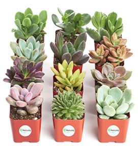 shop succulents | unique live plants, hand selected variety pack of mini succulents | collection of 12