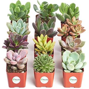 Shop Succulents | Unique Live Plants, Hand Selected Variety Pack of Mini Succulents | Collection of 12