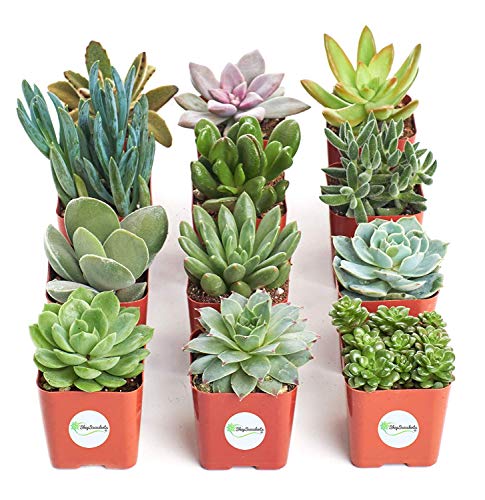 Shop Succulents | Unique Live Plants, Hand Selected Variety Pack of Mini Succulents | Collection of 12