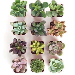 Shop Succulents | Unique Live Plants, Hand Selected Variety Pack of Mini Succulents | Collection of 12