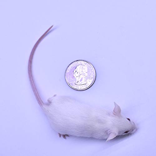 MiceDirect Frozen Weanling Mice Feeders Juvenile Ball Python Adult Corn (40 Count)