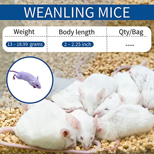 MiceDirect Frozen Weanling Mice Feeders Juvenile Ball Python Adult Corn (40 Count)