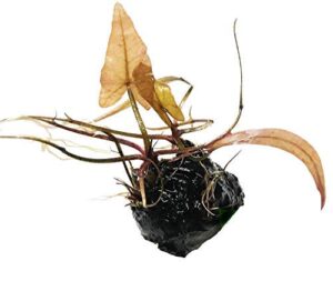 planterest - dwarf water lily loose nymphaea rubra bulb live aquarium plant decorations buy2get1free