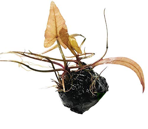 Planterest - Dwarf Water Lily Loose Nymphaea Rubra Bulb Live Aquarium Plant Decorations BUY2GET1FREE