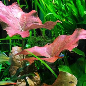 Planterest - Dwarf Water Lily Loose Nymphaea Rubra Bulb Live Aquarium Plant Decorations BUY2GET1FREE