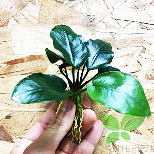 Planterest - Anubias Nana Thick Leaf Rhizome Easy Live Aquarium Plant Decorations BUY2GET1FREE