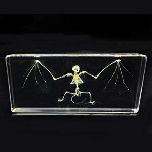 real bat skeleton specimen in acrylic block paperweights science classroom specimens for science education（5.5x2.5x1 inch）