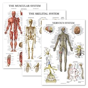 palace learning 3 pack - muscle + skeleton + nervous system anatomy poster set - muscular and skeletal system anatomical charts - laminated 18" x 24"