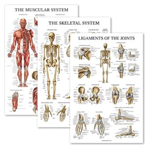 palace learning 3 pack - muscle + skeleton + ligaments of the joints anatomy poster set - muscular and skeletal system anatomical charts - laminated 18" x 24"