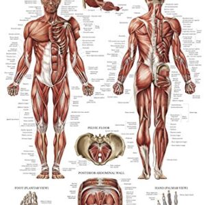 Palace Learning 3 Pack - Muscle + Skeleton + Ligaments of the Joints Anatomy Poster Set - Muscular and Skeletal System Anatomical Charts - Laminated 18" x 24"