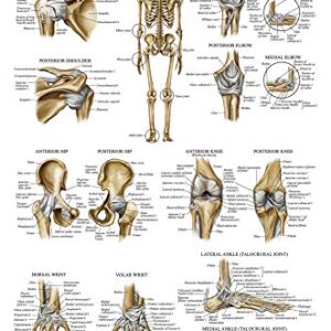 Palace Learning 3 Pack - Muscle + Skeleton + Ligaments of the Joints Anatomy Poster Set - Muscular and Skeletal System Anatomical Charts - Laminated 18" x 24"