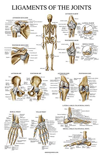 Palace Learning 3 Pack - Muscle + Skeleton + Ligaments of the Joints Anatomy Poster Set - Muscular and Skeletal System Anatomical Charts - Laminated 18" x 24"