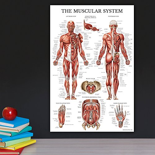 Palace Learning 3 Pack - Muscle + Skeleton + Ligaments of the Joints Anatomy Poster Set - Muscular and Skeletal System Anatomical Charts - Laminated 18" x 24"