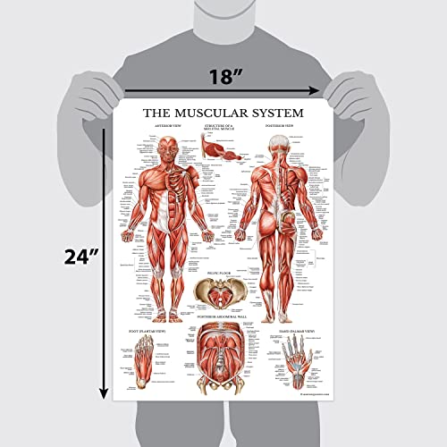 Palace Learning 3 Pack - Muscle + Skeleton + Ligaments of the Joints Anatomy Poster Set - Muscular and Skeletal System Anatomical Charts - Laminated 18" x 24"