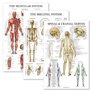 palace learning 3 pack - muscle + skeleton + spinal nerves anatomy poster set - muscular and skeletal system anatomical charts - laminated 18" x 24"