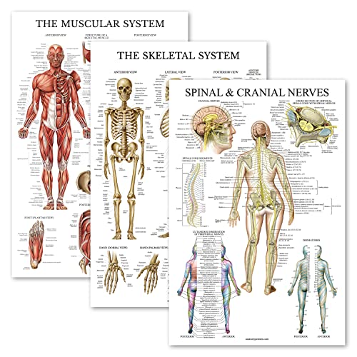 Palace Learning 3 Pack - Muscle + Skeleton + Spinal Nerves Anatomy Poster Set - Muscular and Skeletal System Anatomical Charts - Laminated 18" x 24"