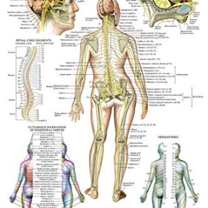 Palace Learning 3 Pack - Muscle + Skeleton + Spinal Nerves Anatomy Poster Set - Muscular and Skeletal System Anatomical Charts - Laminated 18" x 24"