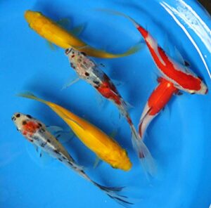 6 pack of 4-5 inch mixed live sarasa, shubunkin, apricot comet goldfish for aquarium fish tank or koi pond