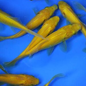 6 Pack of 4-5 inch Mixed Live sarasa, shubunkin, Apricot Comet Goldfish for Aquarium Fish Tank or koi Pond