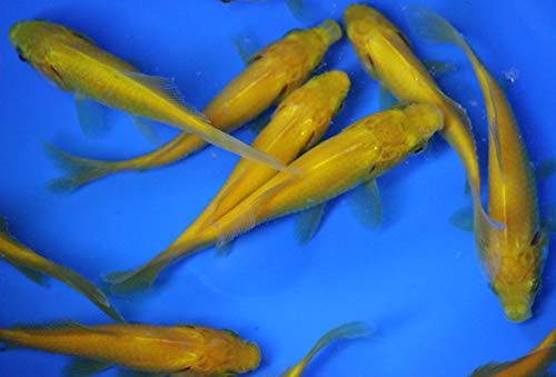 6 Pack of 4-5 inch Mixed Live sarasa, shubunkin, Apricot Comet Goldfish for Aquarium Fish Tank or koi Pond